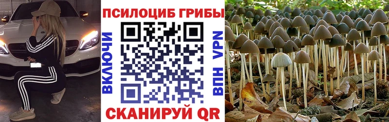 Псилоцибиновые грибы Magic Shrooms  нарко площадка состав  Порхов 